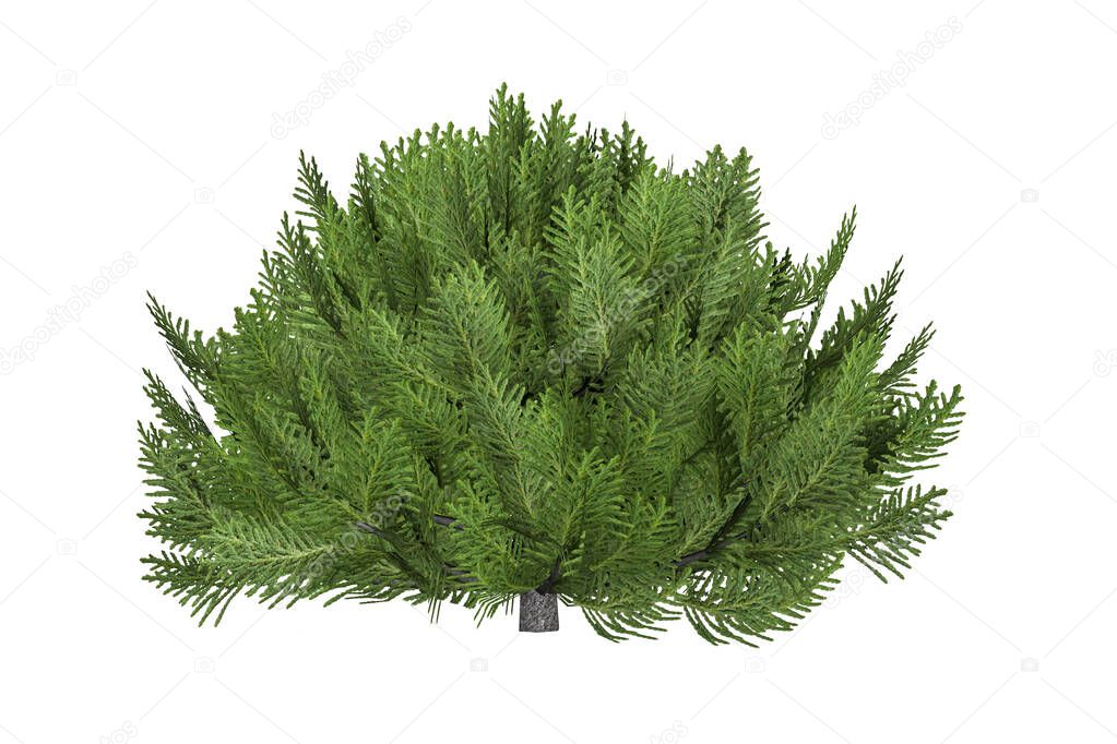 A low wide grown green thuja isolated on a white background - 3d render