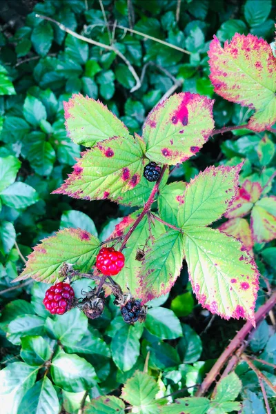 Blackberry Bush Gros Plan Sur Quelques Mûres Mûres Dans Forêt — Photo