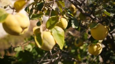 Ağaç üzerinde sarı olgun ayvaları. Organik meyve plantasyon Bahçe. 4k.