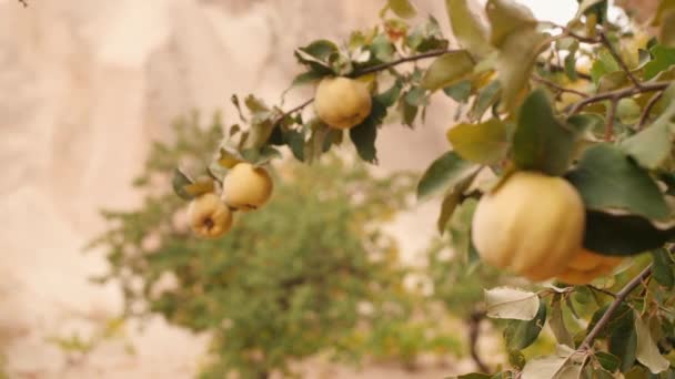 Quinces Amarillos Maduros Árbol Huerto Plantación Frutas Ecológicas — Vídeo de stock