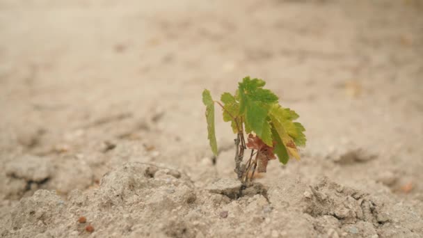 Small Plant Growing on Dry Sand Soil ". 4K . — Video
