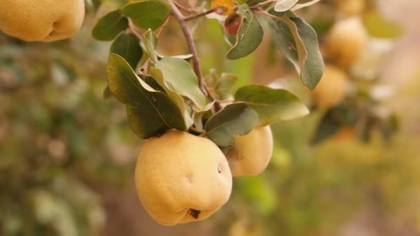 Marmelos amarelos maduros na árvore. Jardim de plantação de frutas orgânicas. 4K . — Vídeo de Stock
