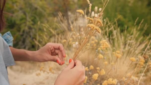 Mladá dívka sběr suché květiny a rostliny a aby herbář. 4k. — Stock video