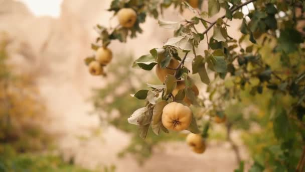 Κίτρινο ώριμα κυδώνια στο δέντρο. Οργανικός κήπος φυτεία φρούτα. 4k. — Αρχείο Βίντεο