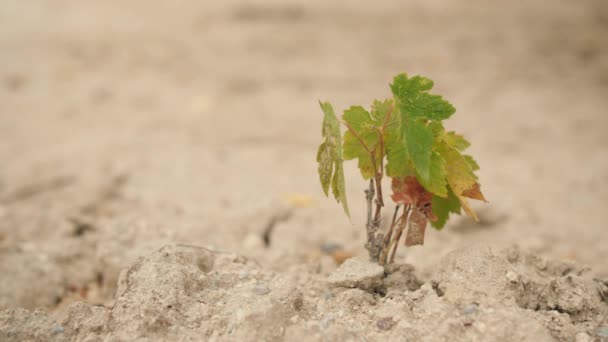 Pequena Planta Crescendo Solo Areia Seca — Vídeo de Stock