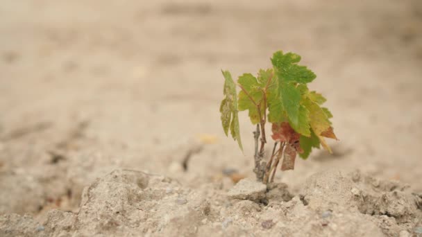 Planta Pequeña Que Crece Suelo Arena Seca — Vídeos de Stock