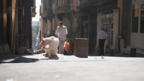 Gatos callejeros en la calle Estambul. Pavo. 4K . — Vídeos de Stock