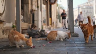 Istanbul Street sokak kedileri. Türkiye. 4k