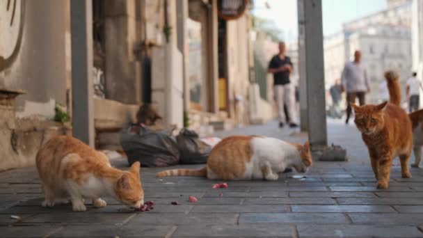 Zwerfkatten Istanbul Street Turkije — Stockvideo