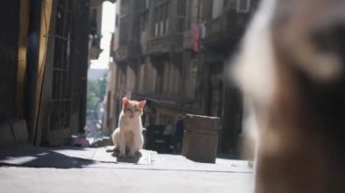 Istanbul Street sokak kedileri. Türkiye. 4k.