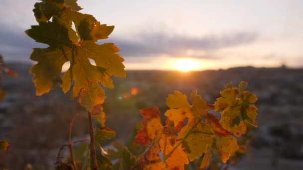 Autumn Orange and Yellow Leaves Agains Beautiful Sunrise Bokeh. 4K. Cappadocia, Turkey. — Stock Video