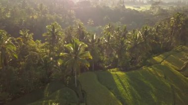 Ubud, Bali güzel pirinç çeltik tarlaları. Popüler turistik Tegalalang teraslar hava dron görünümü gündoğumu sırasında. 4 k yavaş hareket.