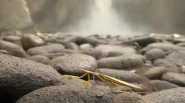 Dua eden peygamber devesi hata Jungle Şelalesi ile arka plan üzerinde yürüme. Yaban hayatı 4k görüntüleri doğal yakından. Bali, Endonezya.