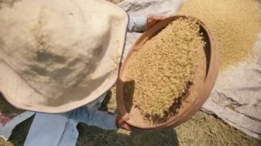 Pirinç hasat işlemi. Bali dili çiftlik işçisi kadın Sifts ve pirinç sahasında atar. Geleneksel Asya tarım. 4 k Slowmotion görüntüleri. Bali, Endonezya