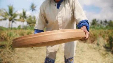 Pirinç hasat işlemi. Eski Balili çiftlik işçi kadınlar alan tahıl Sifts. Geleneksel Asya tarım. 4 k Slowmotion görüntüleri. Bali, Endonezya.