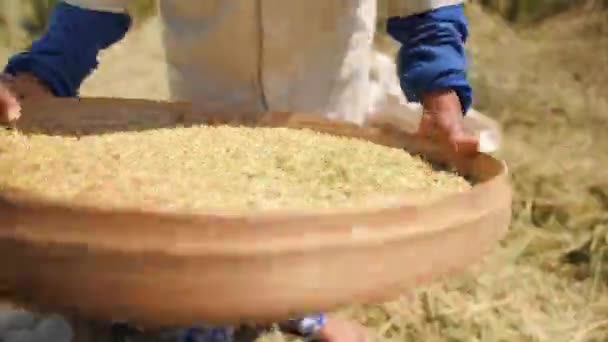 Část sklizně rýže. Balijšitna – farma pracovní ženy Sifts zrna na pole. Tradiční Asijská zemědělství. 4 k Slowmotion záběry. Bali, Indonésie. — Stock video