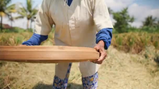 Παλιά οι γυναίκες εργαζόμενος μπαλινέζικο αγρόκτημα κοσκινίζει σιτάρια στο πεδίο. Παραδοσιακή γεωργία ασιατικό ρύζι διαδικασία της συγκομιδής. 4 k πλάνα Slowmotion. Μπαλί, Ινδονησία. — Αρχείο Βίντεο
