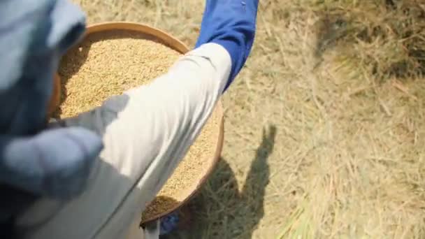 水稻收获过程。巴厘岛农场工人妇女在田野里筛选和扔米。传统亚洲农业。4k 慢镜头。巴厘岛, 印度尼西亚. — 图库视频影像