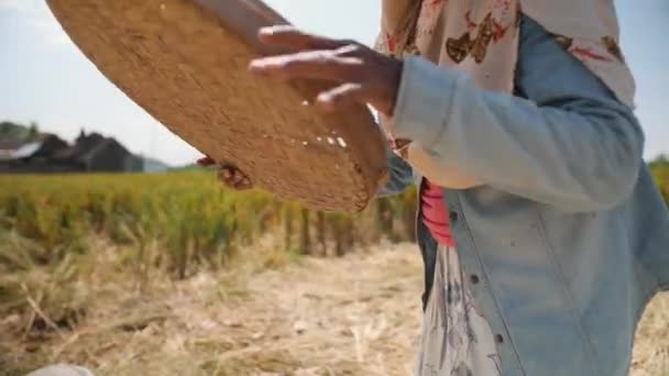 Процесс сбора риса. "Asian Farm Worker Women Sifts and Throws Rice at the Field". Традиционное азиатское сельское хозяйство. 4К "Замедленная съемка". Бали, Индонезия . — стоковое видео