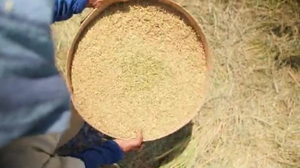 Rice Harvesting Process Balinese Farm Worker Women Sifts Rice Field — Stock Video