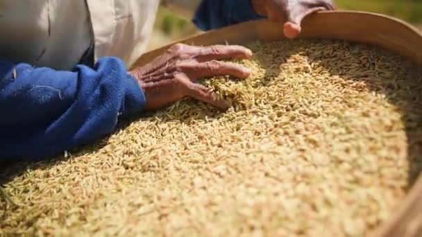 Proces zbioru ryżu. Balijski Farm Worker kobiet Sifts i rzuca ryżu na polu. Tradycyjne rolnictwo Azji. 4 k Slowmotion materiału. Bali, Indonezja. — Wideo stockowe