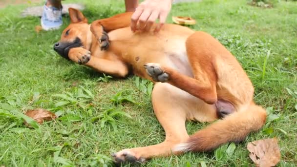 Mano femenina acariciando y acariciando a perro feliz en hierba verde en el parque. 4K . — Vídeos de Stock