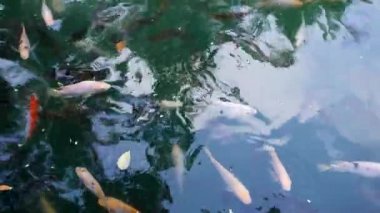 Japon Koi Carps su birikintisi içinde yüzmeye. Bali, Endonezya. 4k.