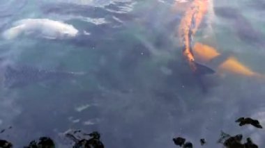 Japon Koi Carps su birikintisi içinde yüzmeye. Bali, Endonezya. 4k.