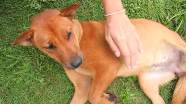 Fiatal nő, simogatta, és Petting boldog kutya Park zöld füvön. 4k. — Stock videók