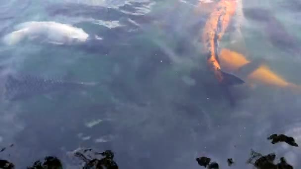 Carpes de koï japonaises nageant dans l'étang. Bali, Indonésie. 4K .