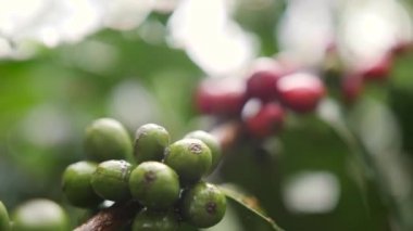 Olgun ve yeşil kahve meyveleri organik çiftlik çiftliğinde. Bali, Endonezya. 4k Slowmotion