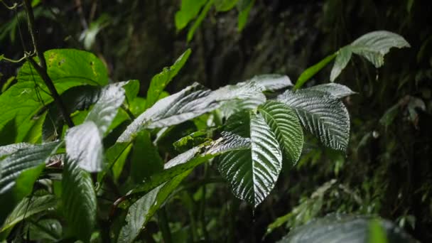 Wzbudzenie zielony liść podczas deszczu ciężkich tropikalnej dżungli. 4 k Slowmotion naturalny materiał. Bali, Indonezja. — Wideo stockowe
