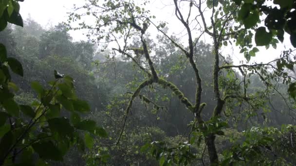 Heavy Tropical Jungle Rain. Filmación natural en cámara lenta 4K. Bali, Indonesia . — Vídeo de stock