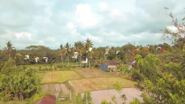 Flock of White Herons Flying Above Rice Fields. Aerial Cinematic 4K. Bali, Indonesia. — Stock Video