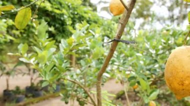 Limon meyve organik tarım Plantaion, Bahçe tencerede küçük ağaç üzerinde büyüyor. 4 k. Bali, Endonezya.