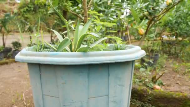 Grande frutta matura al limone Crescendo su un piccolo albero in vaso da giardino a Organic Farm Plantaion. 4K. Bali, Indonesia . — Video Stock