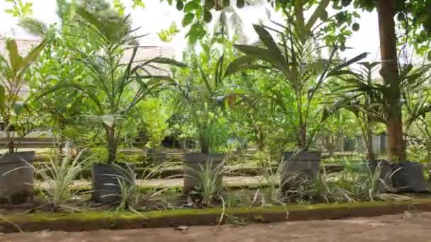 Small Palm Trees Growing Garden Pots Organic Farm Plantaion Bali — Stock Video