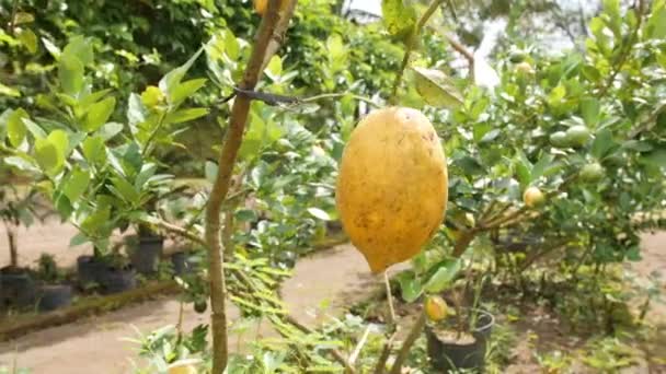Große reife Zitronenfrüchte, die auf einem kleinen Baum im Gartentopf auf dem Biobauernhof wachsen. 4k. bali, indonesien. — Stockvideo