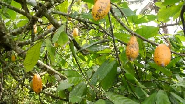 Plantation biologique de fruits de cacao. Des gousses jaunes poussent sur l'arbre. 4K. Bali, Indonésie . — Video