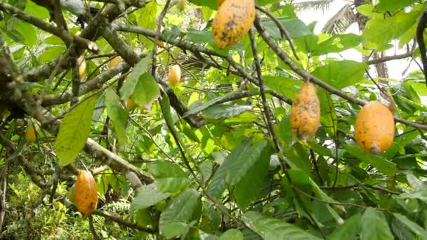 Ekologisk kakao frukt plantage. Gul skida växer på trädet. 4 k. Bali, Indonesien. — Stockvideo