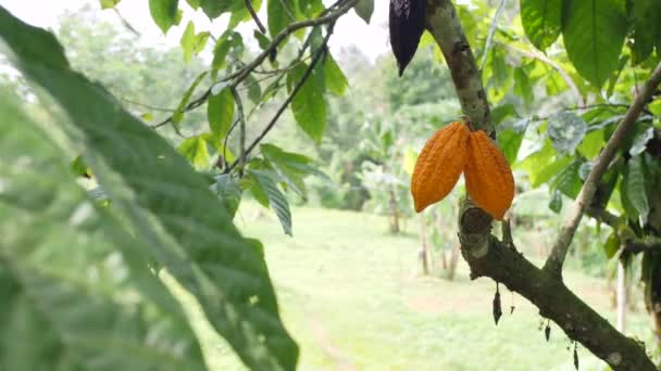 Ώριμα Yelow Cocao λοβοί αυξάνονται σε το δέντρο στο αγρόκτημα βιολογικής φυτεία. 4 k. Μπαλί, Ινδονησία. — Αρχείο Βίντεο