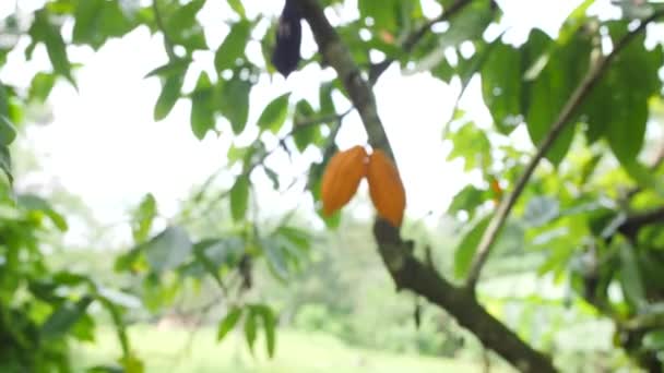 Rijpe Yelow theefaciliteiten peulen groeien op de boom op biologische plantage boerderij. 4 k. Bali, Indonesië. — Stockvideo