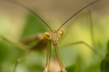 Makroyu yakın atış Peygamber devesi veya Mantis bileğinde. Bali, Endonezya.