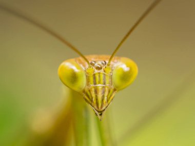 Makroyu yakın atış Peygamber devesi veya Mantis bileğinde. Bali, Endonezya.