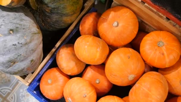 Маленькие оранжевые тыквы в продуктовом магазине. Осенний сбор органических овощей в коробке магазина. 4K . — стоковое видео