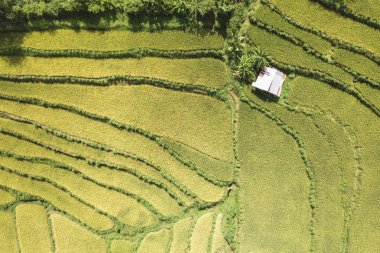 Yeşil genç pirinç çeltik alan terasta havadan görünümü yukarıdaki. Bali, Endonezya.