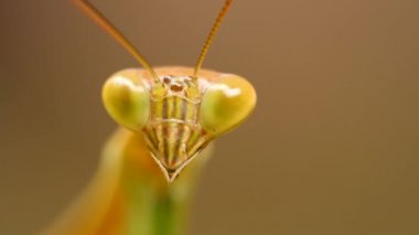 Dua eden peygamber devesi veya Mantis bileğinde. 4k makroyu yakın yaban hayatı aşırı böcekler. Bali, Endonezya