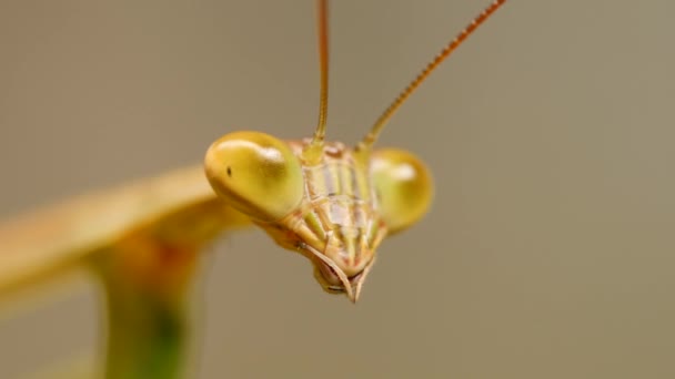 Orando Mantis o Mantis Religiosa. Extreme Insects Wildlife Macro Close Up 4K. Bali, Indonesia . — Vídeo de stock