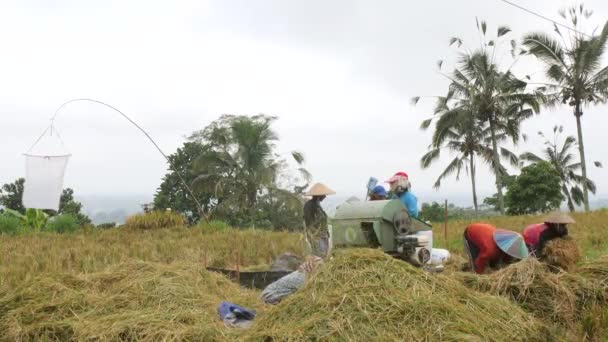 Proces Zbioru Ryżu Balinese Gospodarstwa Pracowników Pracujących Polu Ryżu Niełuskanego — Wideo stockowe