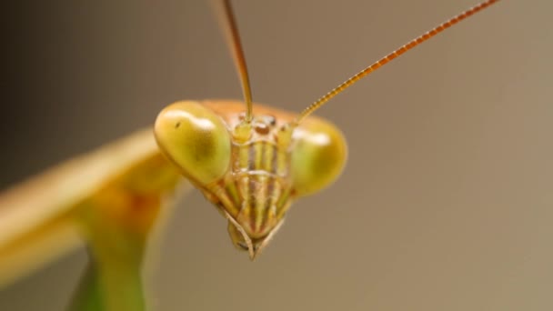 Kudlanky nebo Mantis Religiosa. Extrémní hmyz Wildlife makra zavřít až 4k. Bali, Indonésie. — Stock video